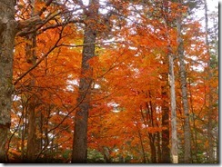 2-15紅葉がきれいです