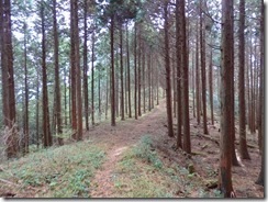 03植林帯の平坦な登山道PB010055