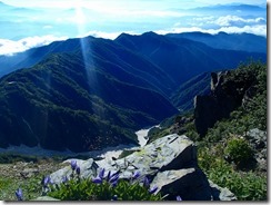 012登山道にチシマギキョウ