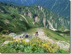 013登山道にハイマツとダイコンソウ