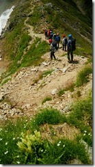 014登山道にトウヤクリンドウ