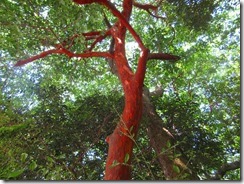 0９－２社殿の中ではバクチノキの赤い樹葉だが目立つ