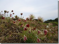 40 開花後、ひげ状になり、それが「翁」に見えることからオキナグサ