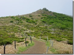 26扇ヶ鼻までの登山道、ミヤマキリシマが咲いていません。花芽があるので今週末かな？