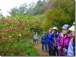 07登山道脇にマユミ