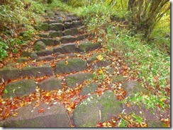 09登山道には紅葉の落ち葉