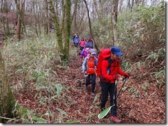 2-14ブナ、ミズナラなど明るい登山道