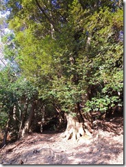 45スダジイの大木
