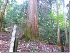 24小松神社大杉まで下りてきました