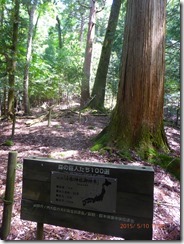 05小松神社の大杉です