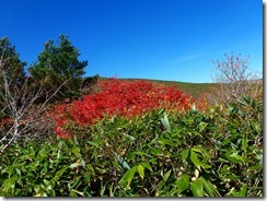 06色づいた紅葉