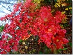 08真っ赤な紅葉