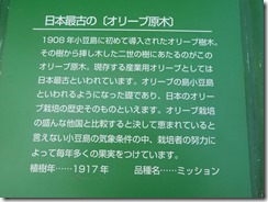 32オリーブ原木の案内IMG_1892