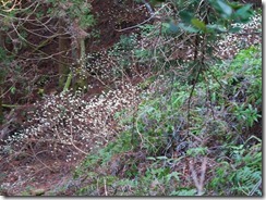 29IMG_4733