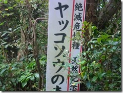 1-07ヤッコソウは絶滅危惧種なので大切に
