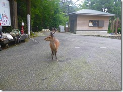 4-13鹿も迎えてくれましたP1030152