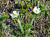 2014627dsc09968western_anemoneanemo