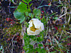 2014627dsc09999western_anemoneanemo
