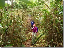 19大箆柄岳を下山します、箆柄はササタケのこと、笹の中を通過します