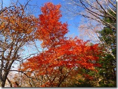 00モミジの紅葉