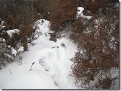 14雪は膝まで積雪