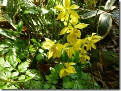 56下山口にあったランの花