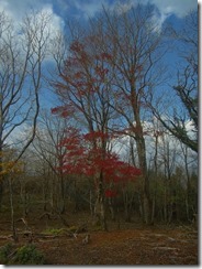 1-07縦走路の紅葉、イマイチかな