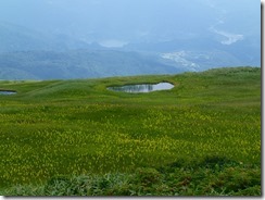 ２５　姥ヶ岳山頂はお花畑になっている