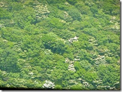 20山頂から見るヤマボウシ