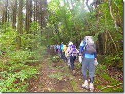 03当初は林道歩きです、すぐに登山道に張ります