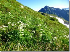 3-07お花畑の向こうに剱岳