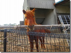 38牧場の愛らしい馬