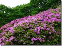 32岩井川岳下山道で見たミヤマキリシマ