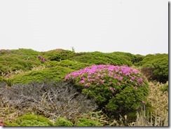 00扇ヶ鼻登山道脇のミヤマキリシマ