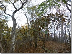 1-09シャクナゲも出てきました。扇山はシャクナゲが有名ですが花芽がないので来年は咲かないかな？