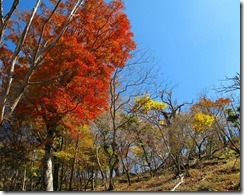 07紅葉が綺麗