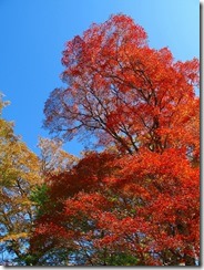 21最高の天気と紅葉