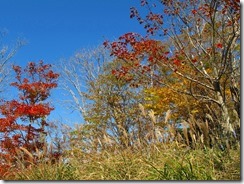 11　青空と紅葉