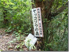 06ヤッコソウ群生地到着