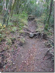 27登山道は掘割状態、雨の時は危険ですね