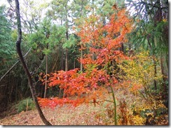 05紅葉もまだ残っていました