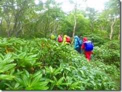 3-15　シャクナゲの登山道、残念ながら花芽はありませんでした。