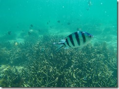 21水中撮影、魚が一杯近寄ってきます