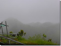 17あいにくの雨でチョコレートヒル散策は中止、姿も見えません