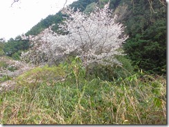 19　山里の桜も綺麗でした