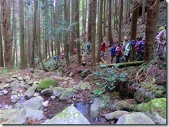 ２－３植林地の間を登る