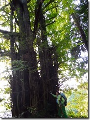 18樹齢1300年の大イチョウ