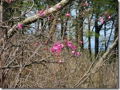 12鹿納の野の曙ツツジ (2)