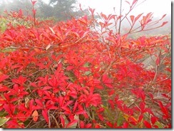 27紅葉がきれいですが何せ太陽光が無いので映えません