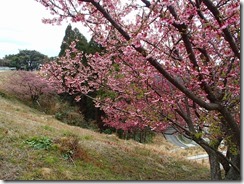 1-16基地には寒ヒザクラが咲いていました